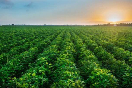 Fertimar comercializa sus productos de nutrición animal y vegetal a través de su marca Primasea / Bigstock