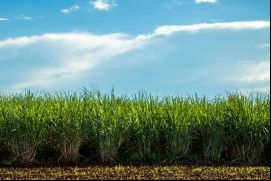 Atvos produce y comercializa etanol, azúcar VHP y energía eléctrica a partir de la caña de azúcar y su biomasa./ Canva.