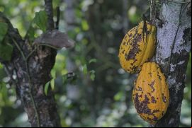 América Latina tiene potencial para elevar la producción de cacao de calidad./Foto Kyle Hinkson - Unsplash.