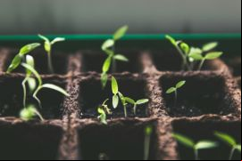 Nuseed aplicará su estrategia VALUE BEYOND YIELD®, para fortalecer su posición de liderazgo en la investigación y desarrollo de cultivos / Unsplash, Markus Spiske