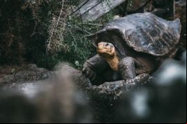 Galápagos Life Fund (GLF) financiará actividades de conservación en la Reserva Marina de Galápagos y en la Reserva Marina Hermandad./ Unsplash, Jose Aragones