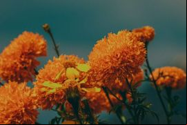 Determinar quién tiene derechos sobre los recursos genéticos es complejo / Unsplash, Roger Ce.